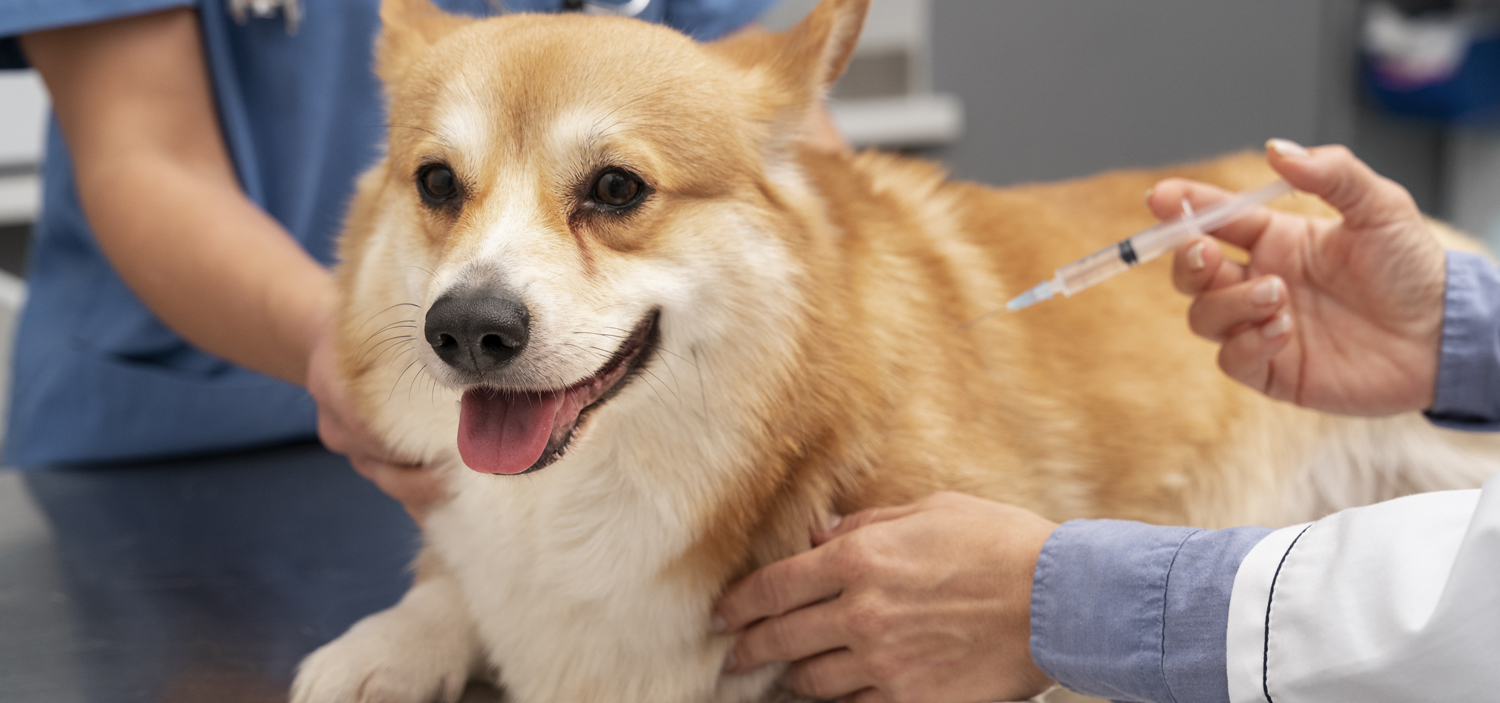 chiens vaccins.jpg